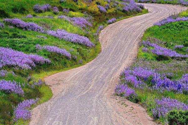 Jones, Adam 아티스트의 Bald Hills Road through lupine flowers-California작품입니다.